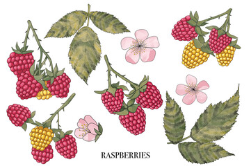 Hand-Drawn Raspberries and Leaves: Detailed Botanical Illustration. Watercolor raspberry clipart. Set of different variations of raspberries and leaves