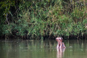 Hippopotamus bathing on a lake with his mouth wide open, Kruger National Park, South Africa 