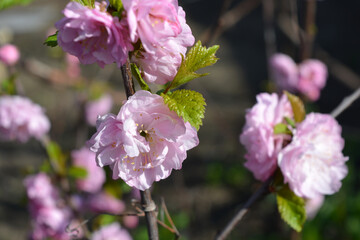 Beautiful and vibrant nature with flowering trees in spring. Pink fluffy flowers of the almond tree, illuminated by the sun's rays.