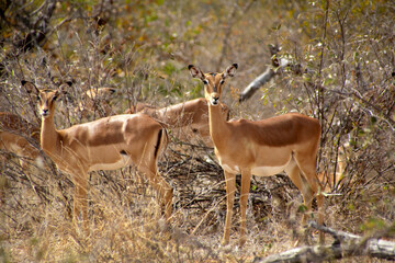 Fototapeta premium Two female impalas staring at the camera in the savannah, Kruger National Park, South Africa
