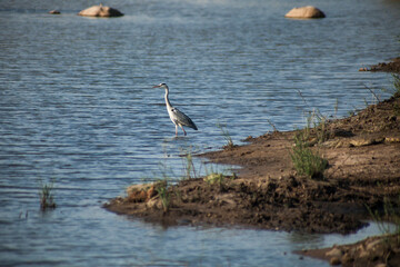 Grey heron walking on a lake in Kruger National Park, South Africa