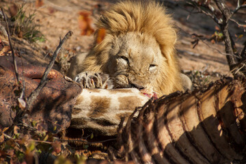 Male lion devouring a giraffe, Kruger National Park, South Africa