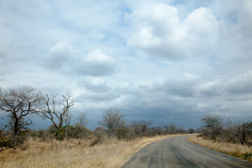 The landscape and nature around the road, Kruger National Park, South Africa