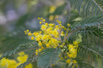 yellow splendid mimosa on tree close-up, selective focus. spring background of white acacia flowers