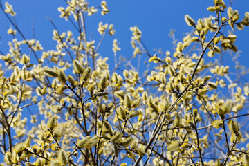 Yellow catkins Salix caprea blooming in spring