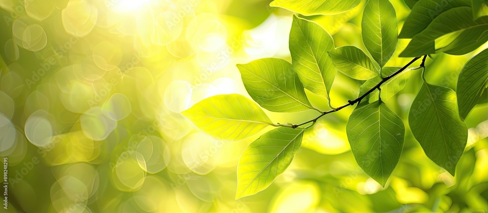 Poster close up of vivid lime toned leaves in summer creating a blurred bright sunlight green leaf backgrou