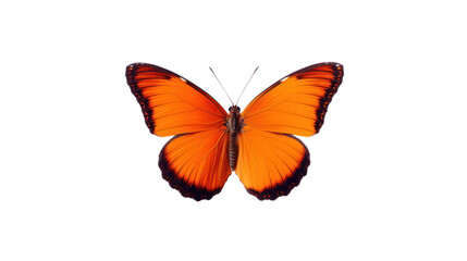 One butterfly isolated on white background.