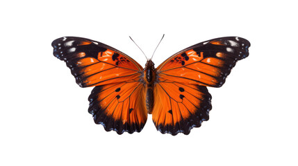 Fototapeta premium One butterfly isolated on white background.