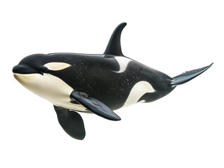 Obraz premium Orca, Killer whale ((Orcinus orca)