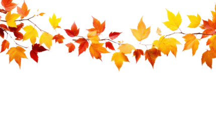 Orange leaves with autumn leaves isolated on white background.
