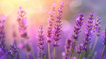 Obraz premium flowers in a lavender field. Selective focus.