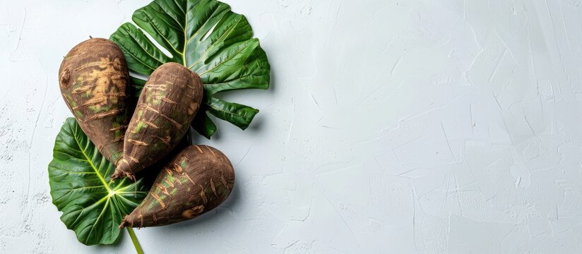 The Brazilian potato called yam may also be referred to as Alocasia Colocasia Xanthosoma and Ipomoea in certain regions It s shown on a white background with copy space image