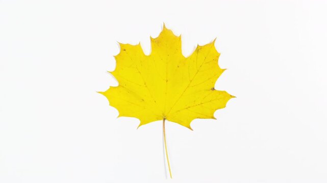 Large natural maple leaf gradually changes color from green to brown and back. Minimal concept of the coming of autumn. White background. Stop motion animaton. Copy space. Close up.