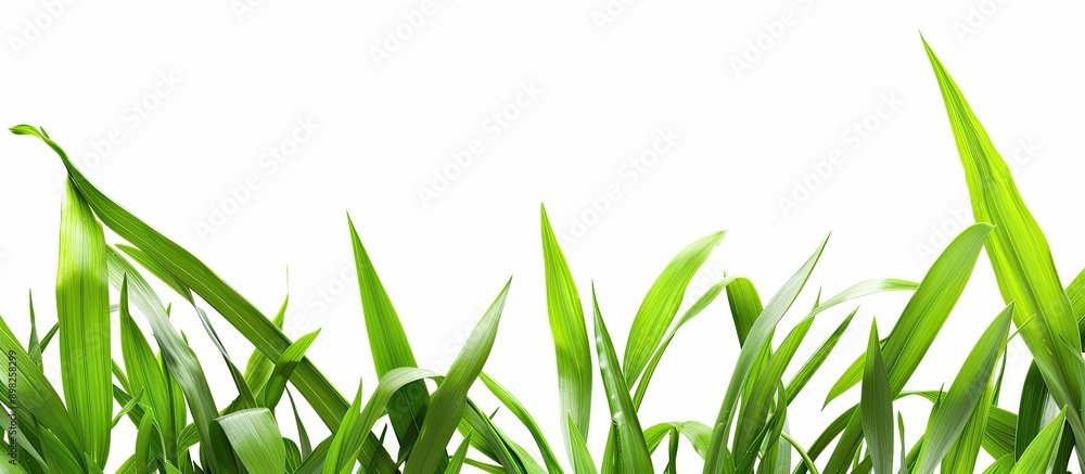 Poster close up of isolated grass leaves on a white background with copy space image