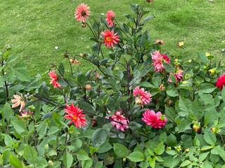 flowers,plants,nature,red,green,yellow