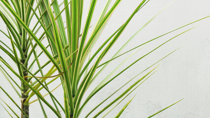Garden plants with long green leaves