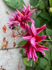 nature,flower,plant,color,red