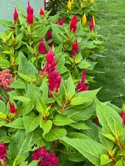 nature,flower,plant,color,red