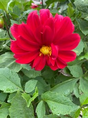 nature,flower,plant,color,red