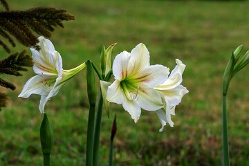 Obraz premium flowers in the garden