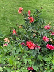 nature,flower,plant,color,red