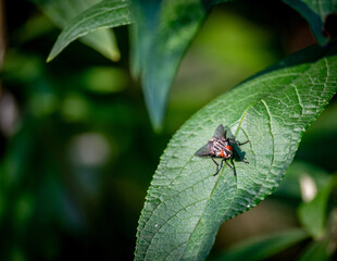 Fliege auf einem Blatt