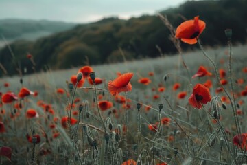 Red poppies swaying in a field, Vibrant poppies contrast against a wheat backdrop, AI generated