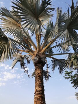 palm tree date fruit