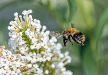 Hummel im Landeanflug