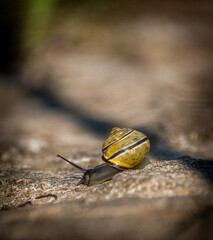 Bänderschnecke unterwegs auf Stein
