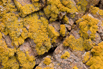Moss in the Berlenga Grande island, Berlengas Islands, Portugal