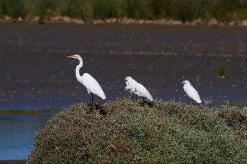 Egretta garzetta in Figueira da Foz, Portugal