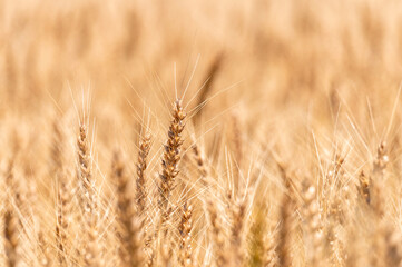 収穫期を迎えた麦畑