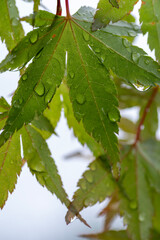 雨後の水滴をまとう新緑の若葉