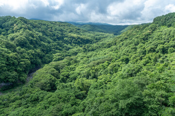 Fototapeta premium 八ヶ岳高原大橋から望む北杜市の原生林