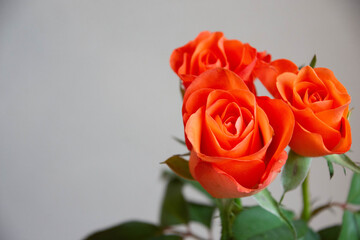 トロピカルアマゾン