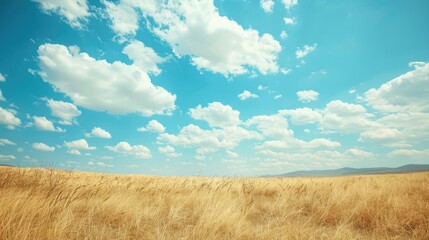 Fototapeta premium A sunny day scene with a field of dry grass and a clear blue sky