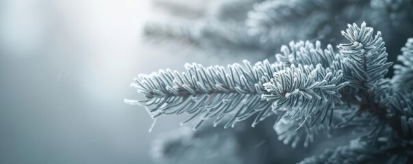 Close-up of a frosted pine branch with a blurred background.