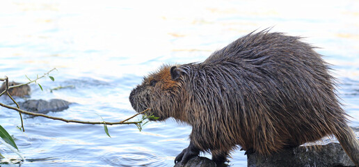 Muskrat or Ondatra zibethicus is sitting on the river bank. Wild animal Muskrat, Ondatra zibethicus...