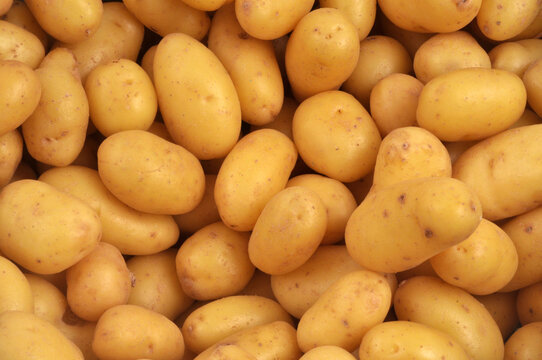Pommes de terre grenailles en gros plan