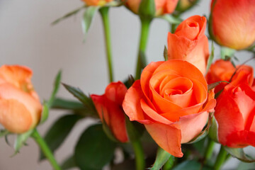 トロピカルアマゾン