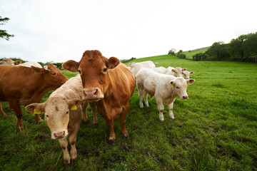 Obraz premium Cows herd on a Ireland grass field during the cloudy evening. 