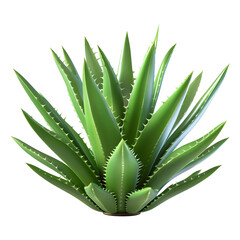 Obraz premium Aloe Vera isolated on transparent background