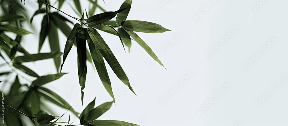 Poster a background image featuring bamboo leaves against a white sky. creative banner. copyspace image