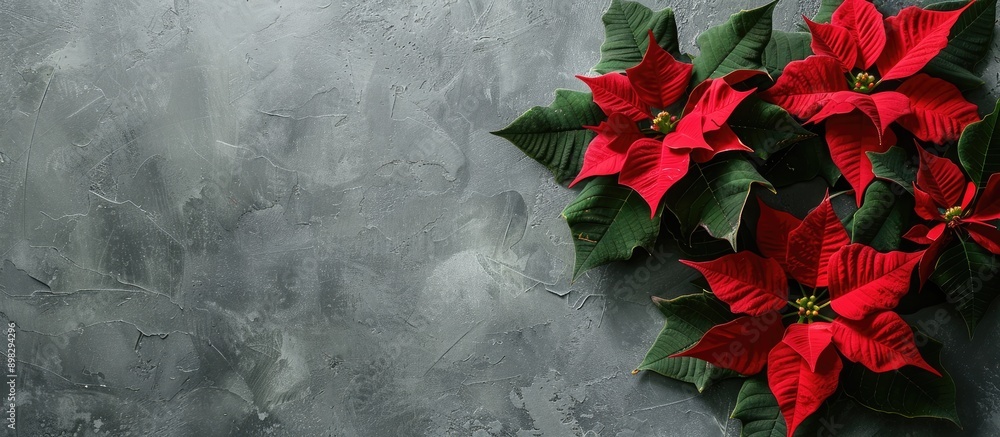 Poster Composition featuring poinsettia flowers on a grey backdrop with copy space image