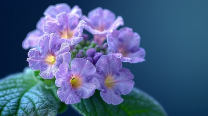 Fototapeta premium A cluster of purple blossoms perches atop a lush, green foliage plant, adorned with water beads on their petals
