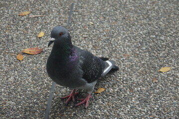 a closeup portrait of pigeon in a city park