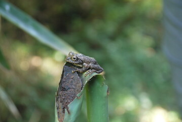 closeup portrait of little gray treefrog resting on the top of the straw