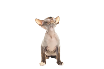 Sphynx cat in transparent bacground