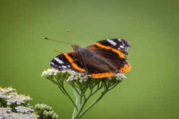 Close-up Vanessa atalanta sits on the white flowers perpendicular to the camera lens with green background on a summer day.	